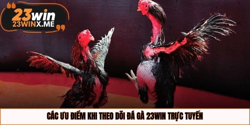 Các ưu điểm khi theo dõi đá gà 23WIN trực tuyến
