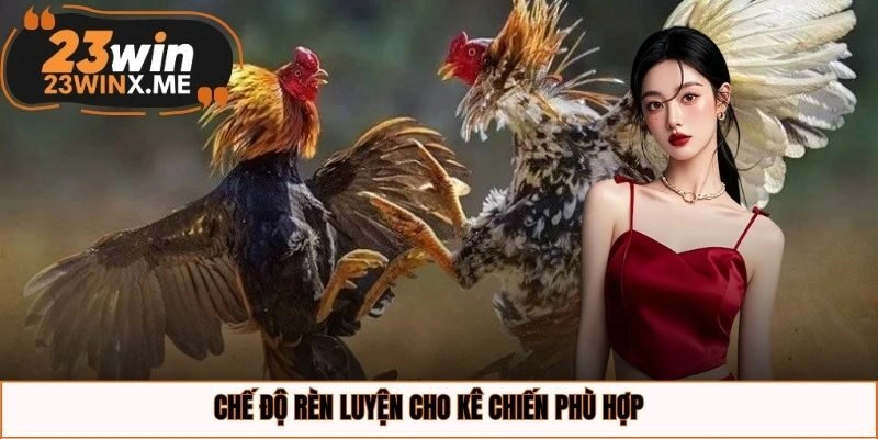 Chế độ rèn luyện cho kê chiến phù hợp