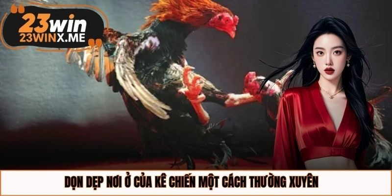 Dọn dẹp nơi ở của kê chiến một cách thường xuyên