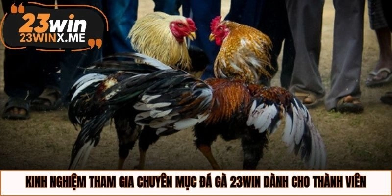 Kinh nghiệm tham gia chuyên mục đá gà 23WIN dành cho thành viên