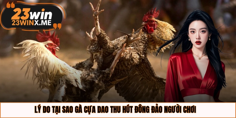 Lý do tại sao gà cựa dao thu hút đông đảo người chơi