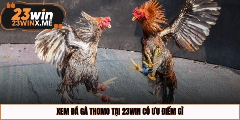 Xem đá gà Thomo tại 23WIN có ưu điểm gì?